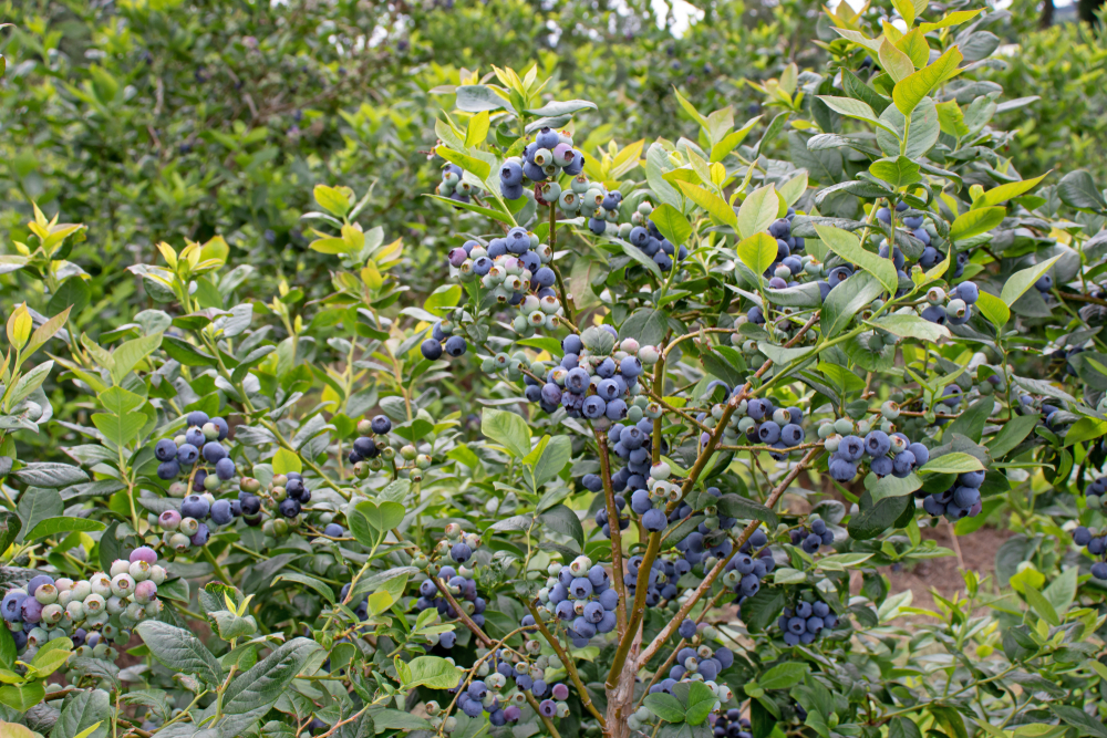 Ripe,Blueberry,Fruits,On,The,Plantation.,Abundance,Of,Berries,On