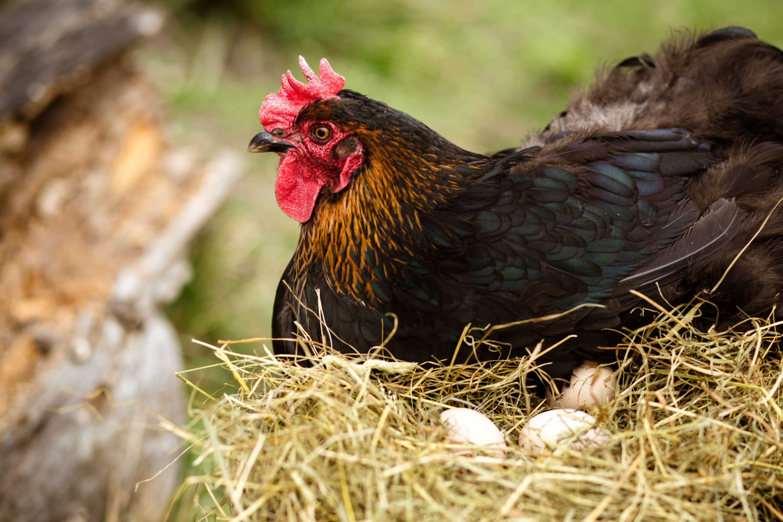 Chicken,Hatching,Eggs.,The,Lifestyle,Of,The,Farm,In,The
