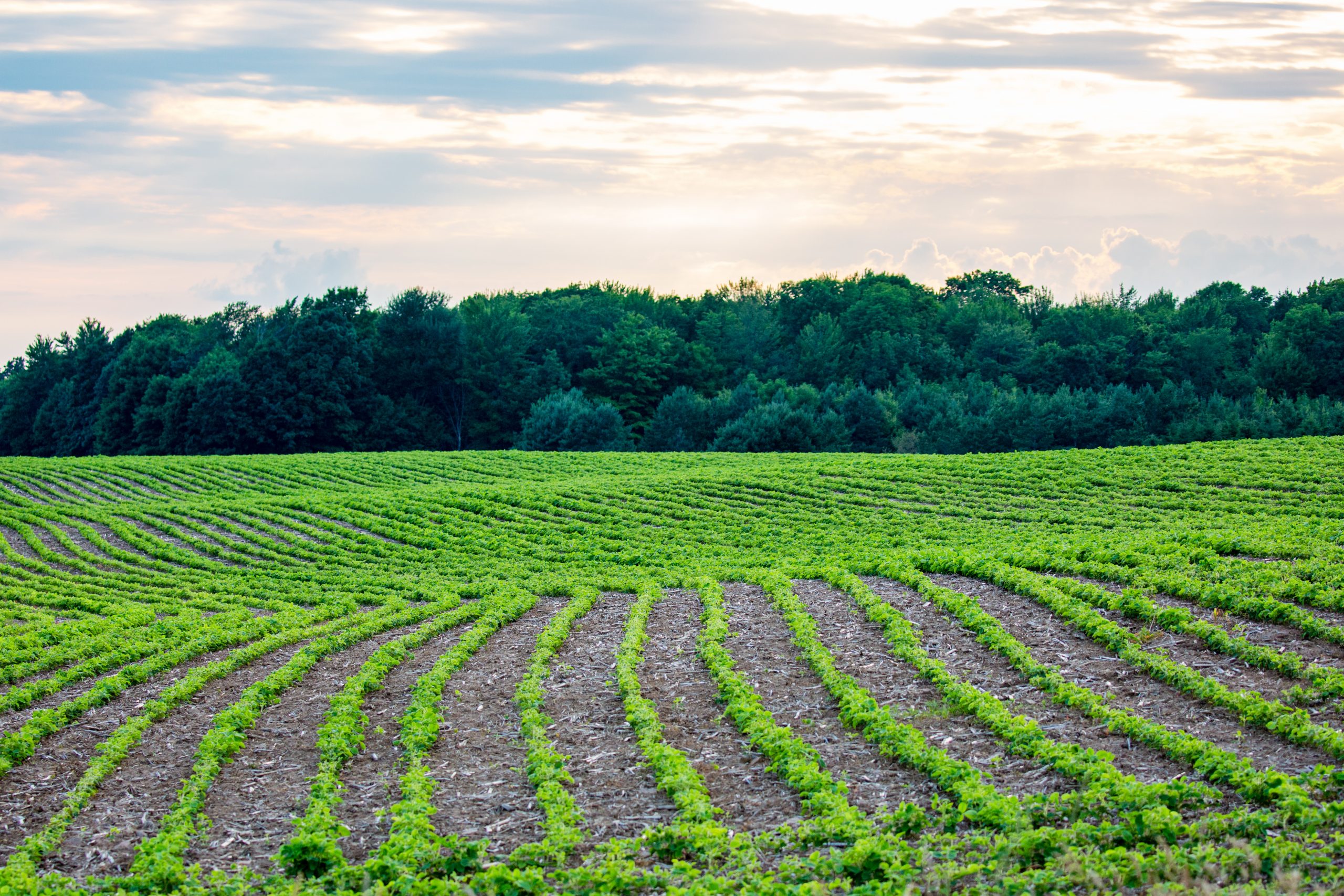 Rows,Of,Young,Soybeans,In,A,Wisconsin,Farmfield,,Horizontal