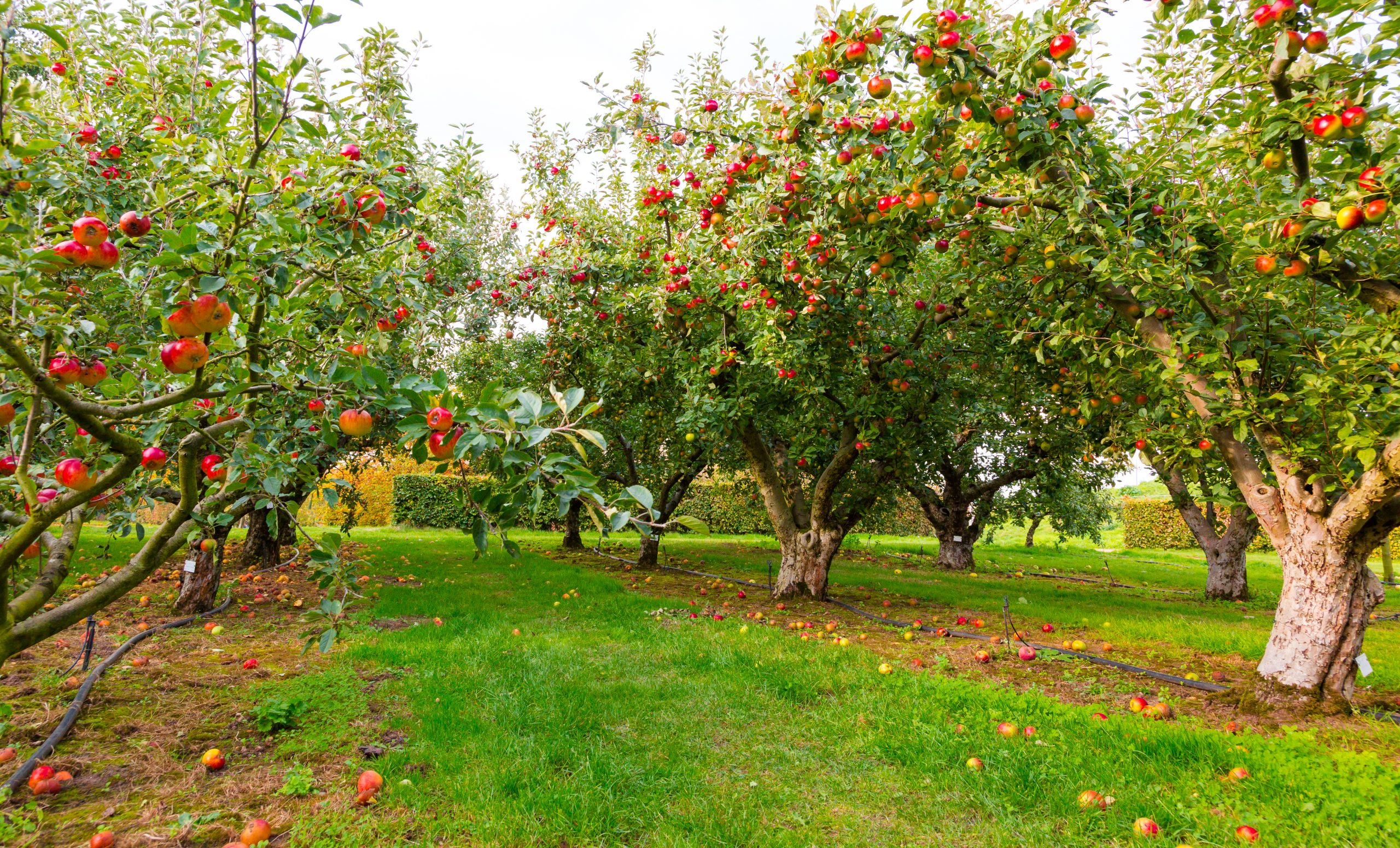 Apple,On,Trees,In,Orchard,In,Fall,Season