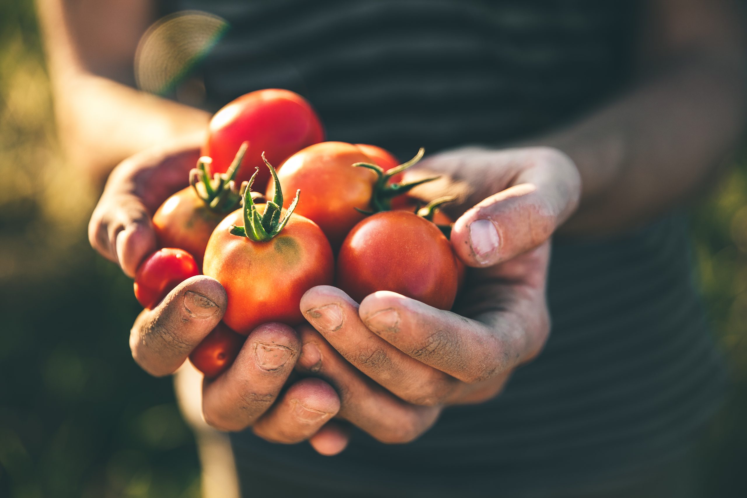 Farmer,Holding,Fresh,Tomatoes,At,Sunset.,Food,,Vegetables,,Agriculture