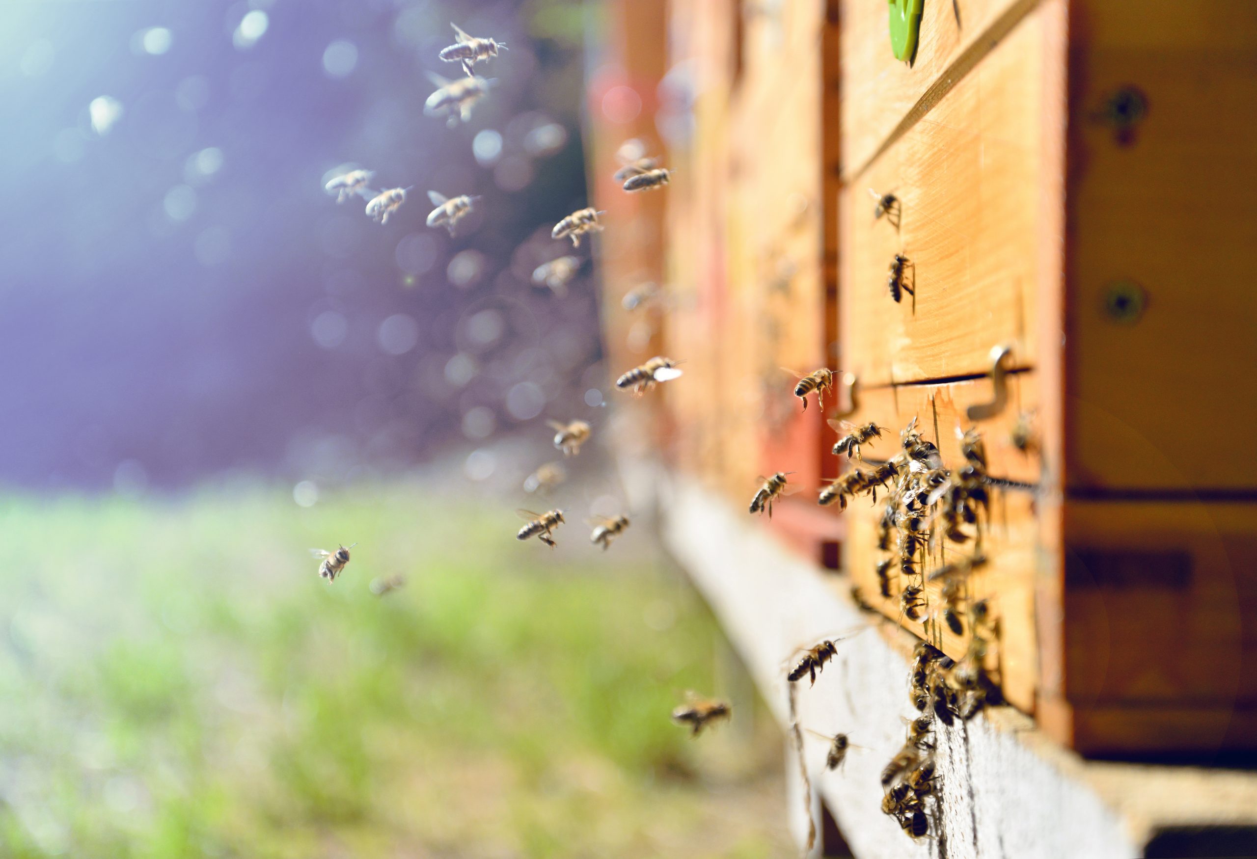 Close,Up,Of,Flying,Bees.,Wooden,Beehive,And,Bees.