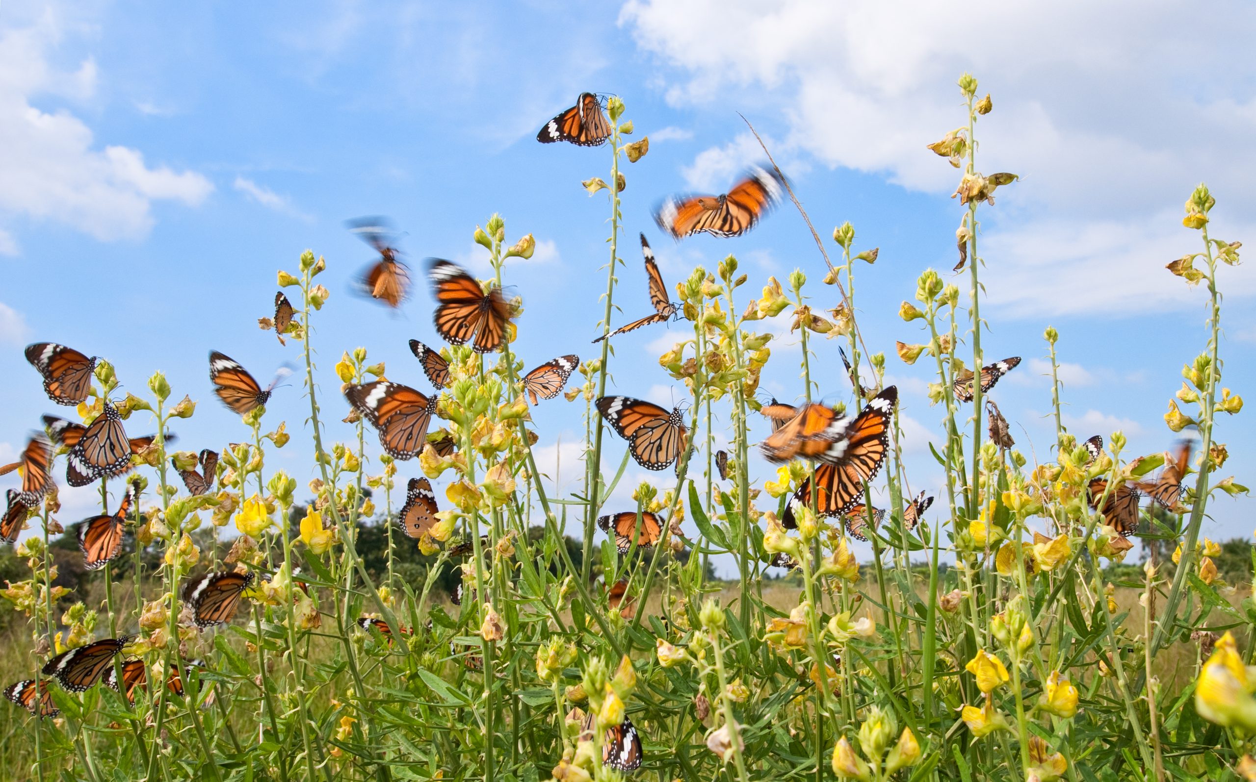 Many,Butterfly,With,Yellow,Flower,Against,Blue,Sky