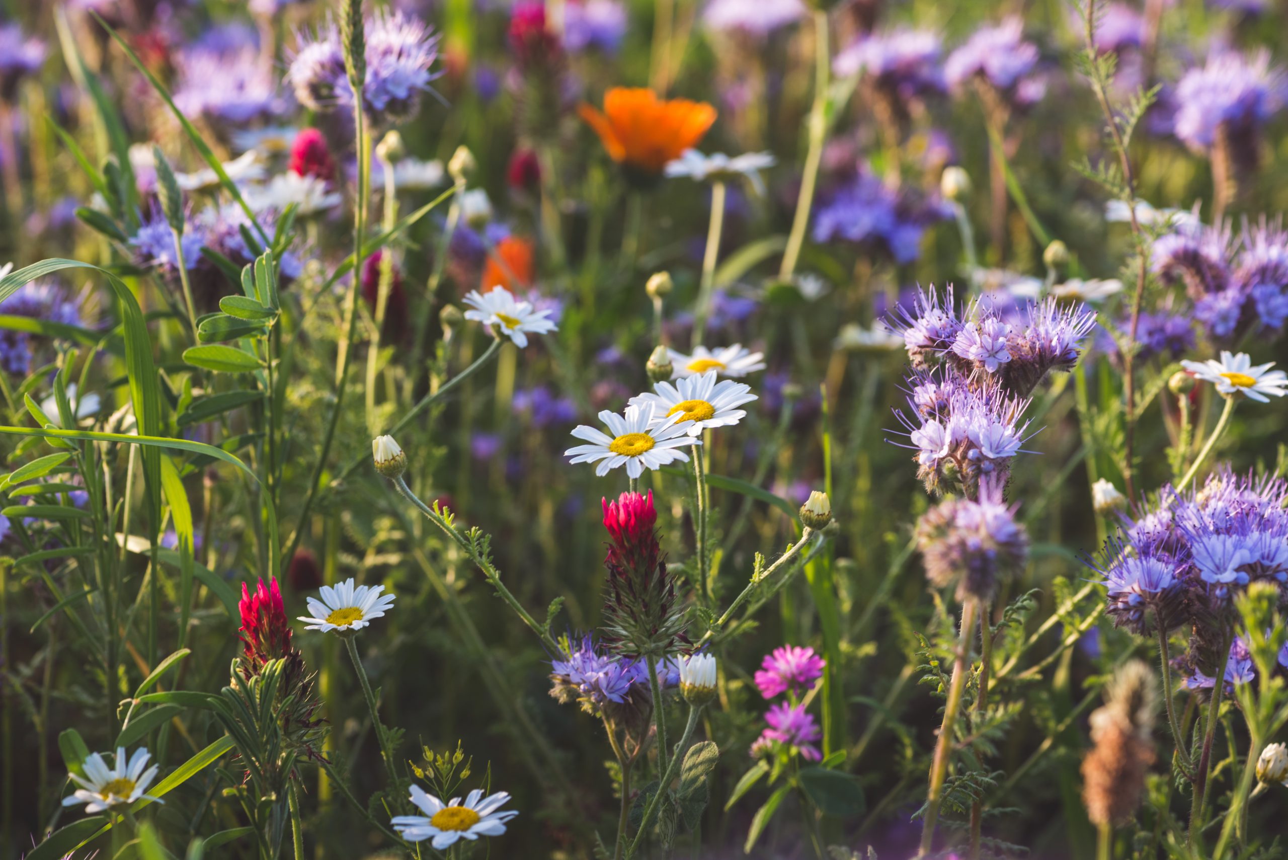 Colorful,Flowering,Herb,Meadow,With,Purple,Blooming,Phacelia,,Orange,Calendula